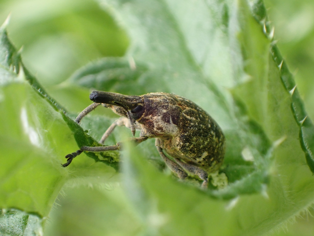 Larinus inaequalicollis