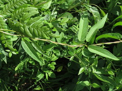 Vincetoxicum volubile