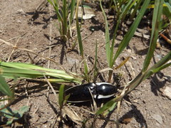 Chalcolepidius apacheanus