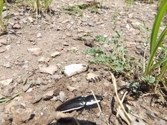 Chalcolepidius apacheanus