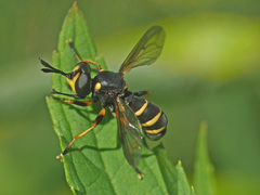 Conops flavipes