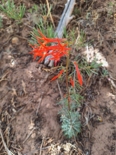 Scarlet Gilia