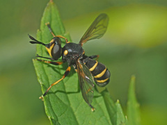Conops flavipes