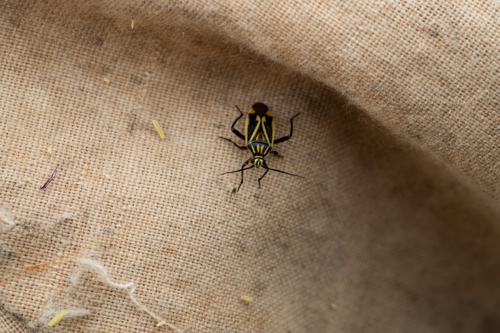 Brachycoleus sexvittatus