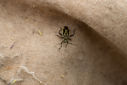 Brachycoleus sexvittatus