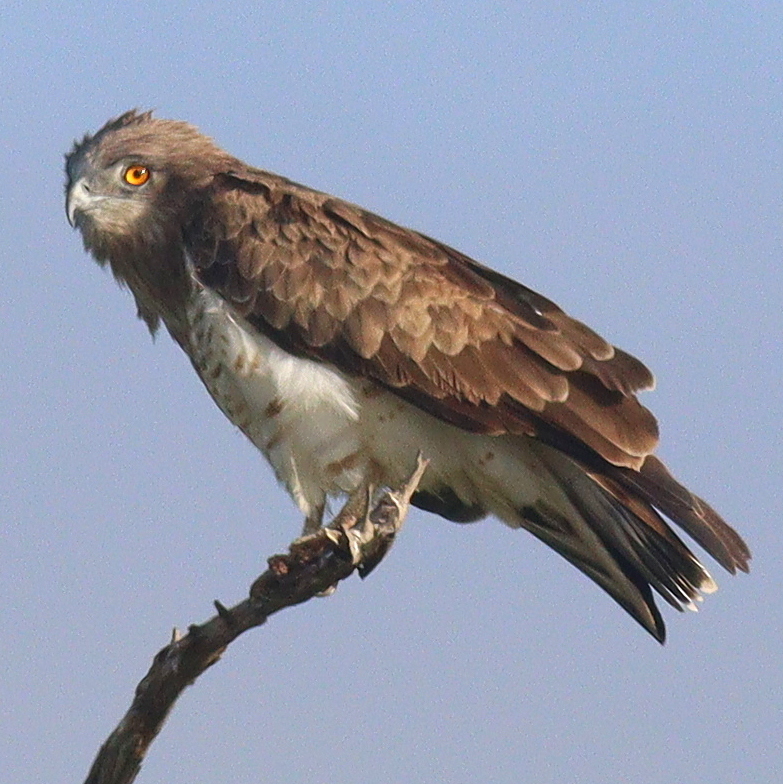 Black-chested Snake-Eagle (Circaetus pectoralis)