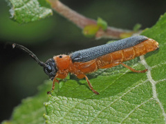Oberea oculata