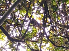 Prolemur simus