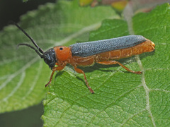 Oberea oculata