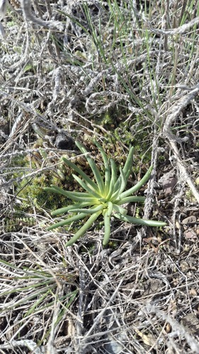 iNaturalist observation 2025-04-10