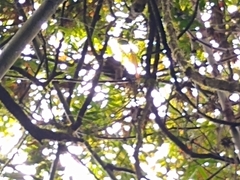 Prolemur simus