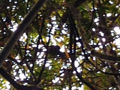 Prolemur simus