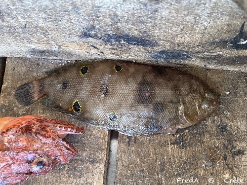 Eyed sole (Microchirus ocellatus) — Soleidae