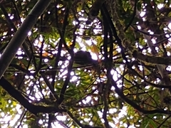 Prolemur simus