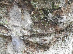 Hersilia albomaculata