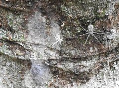 Hersilia albomaculata