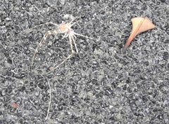 Hersilia albomaculata