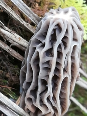 Morchella rufobrunnea