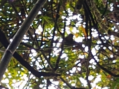 Prolemur simus