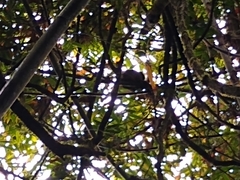 Prolemur simus