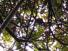 Prolemur simus