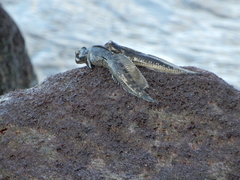 Alticus simplicirrus