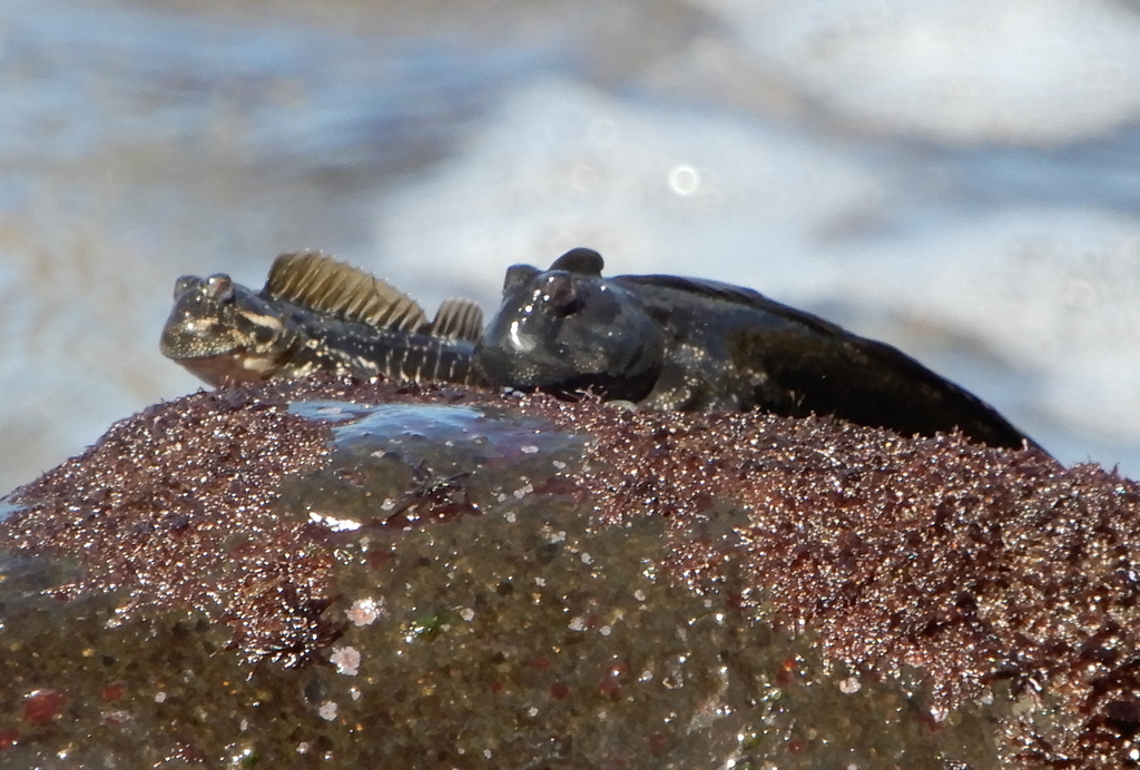 Marquesan Rockskipper