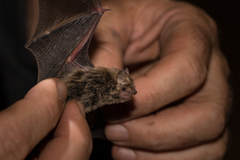 Baverstock's Forest Bat photo 2