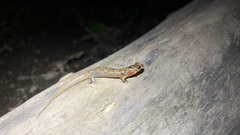 Desmognathus imitator