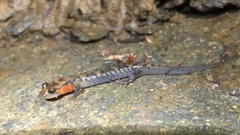 Desmognathus imitator