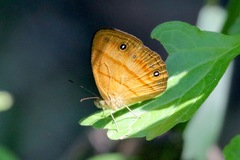 Mycalesis patiana