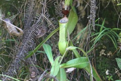 Nepenthes eustachya