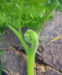 Hypolepis dicksonioides