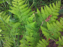 Hypolepis dicksonioides