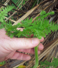 Hypolepis dicksonioides