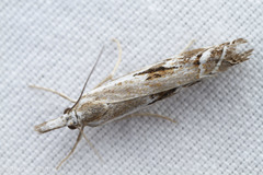 Catoptria oregonicus