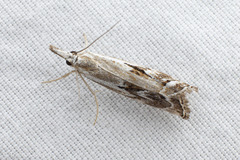 Catoptria oregonicus