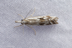 Catoptria oregonicus