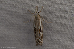 Catoptria oregonicus