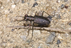 Cicindela punctulata punctulata