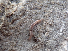 Rhynchodemus sylvaticus