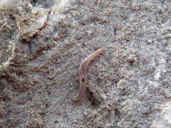 Rhynchodemus sylvaticus