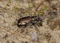 Cicindela scutellaris lecontei