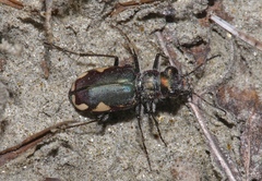 Cicindela scutellaris lecontei