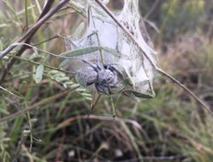 Phidippus octopunctatus