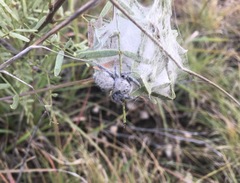 Phidippus octopunctatus
