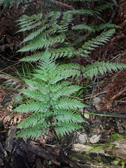 Leptolepia novae-zelandiae