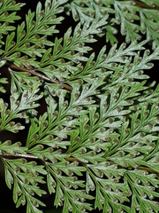 Leptolepia novae-zelandiae