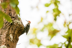 Leiopicus mahrattensis