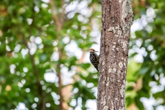 Leiopicus mahrattensis